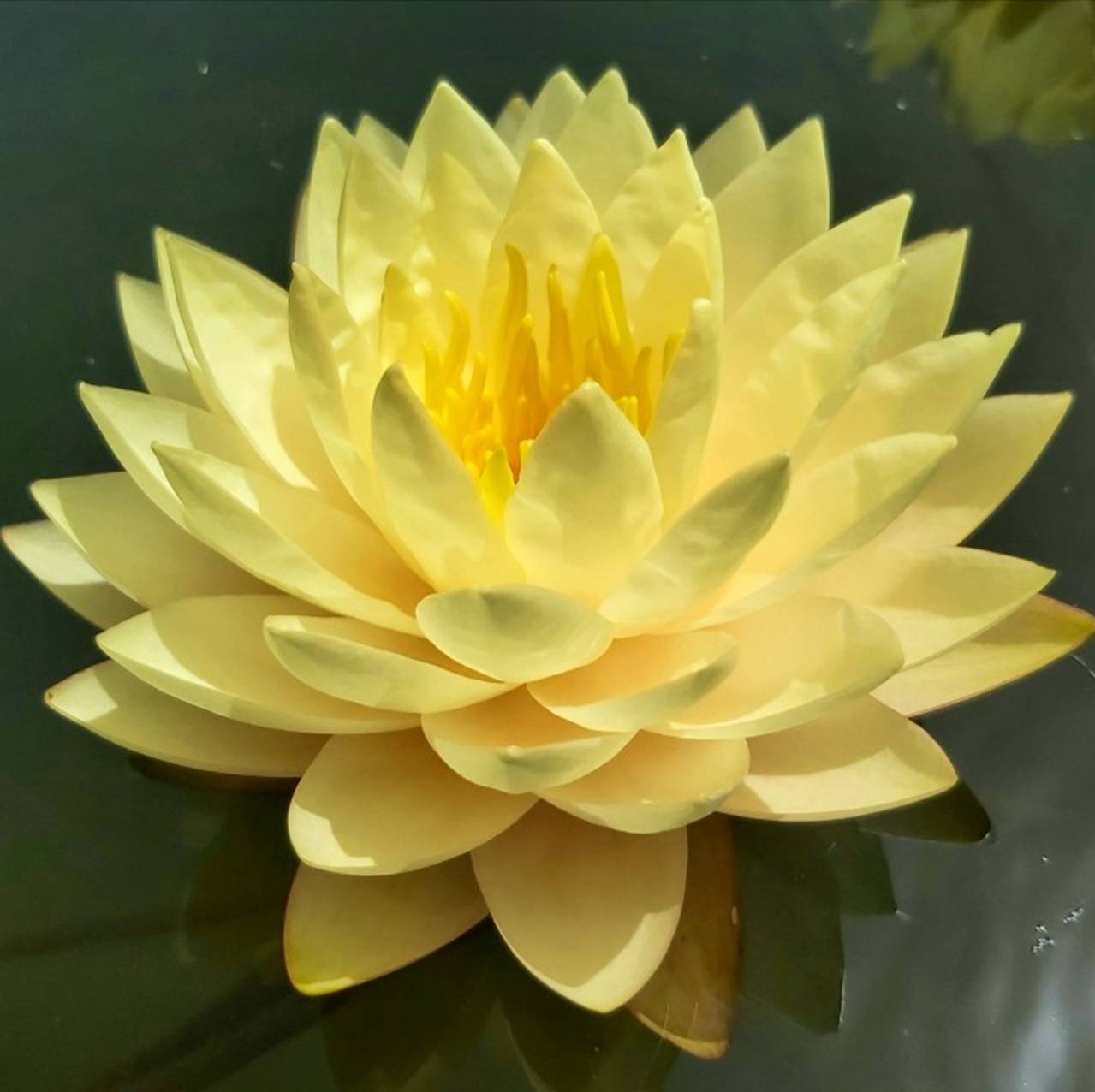 Nénuphar - Nymphaea 'Alexsea' - Image 3