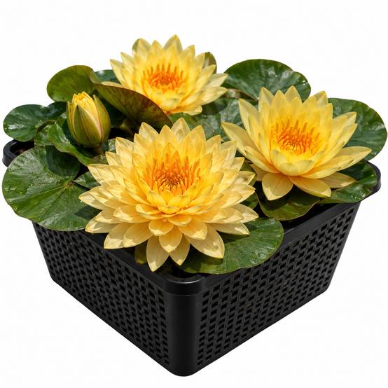 Nénuphar - Nymphaea 'Alexsea' - Image 1