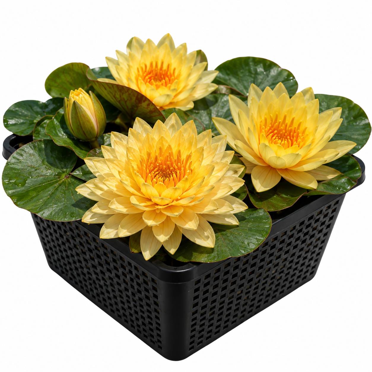 Nénuphar - Nymphaea 'Alexsea' - Image 1