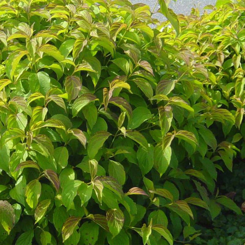 Promesse de Fleurs - Cornus stolonifera Kelsey's Dwarf - Cornouiller stolonifère Pot de 1L/1,5L - Image 1