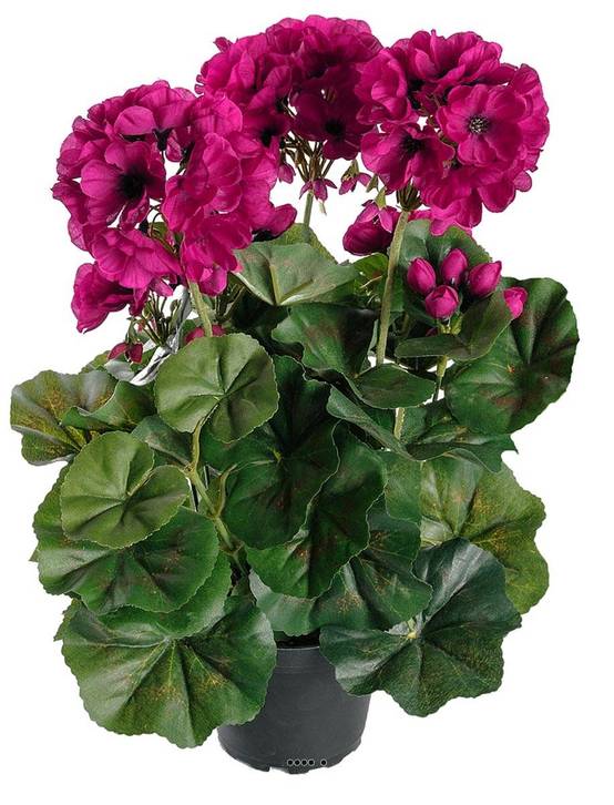 Géranium factice 6 têtes en pot lesté H35cm superbes feuilles Pourpre - couleur: Pourpre - Image 2