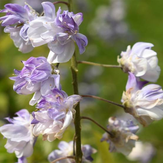 Promesse de Fleurs - Glycine japonaise - Wisteria floribunda Ed's Blue Dragon Pot de 2L/3L