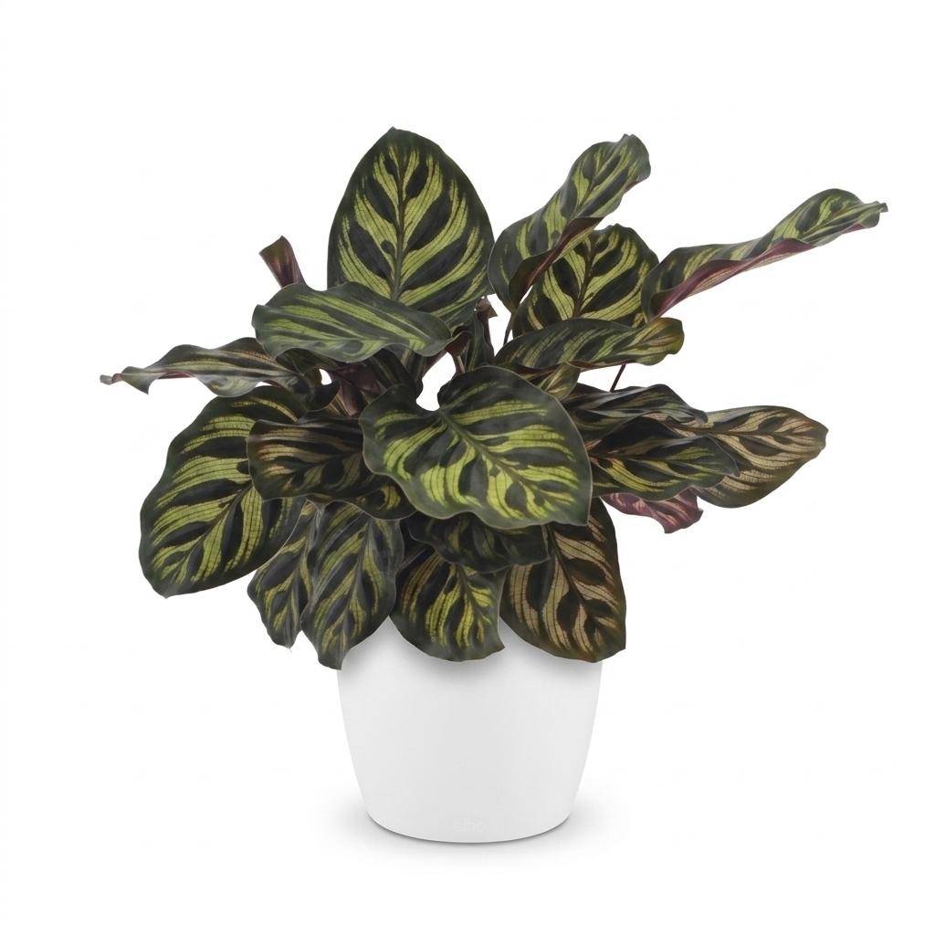 Calathea Makoyana - Plante Paon - Pot de 12cm - Hauteur 25cm - 1 plante - Plantes d'intérieur - Image 2