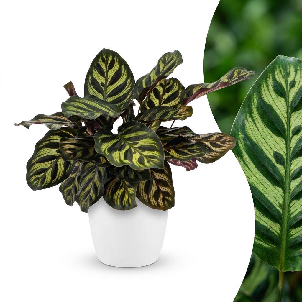Calathea Makoyana - Plante Paon - Pot de 12cm - Hauteur 25cm - 1 plante - Plantes d'intérieur - Image 1