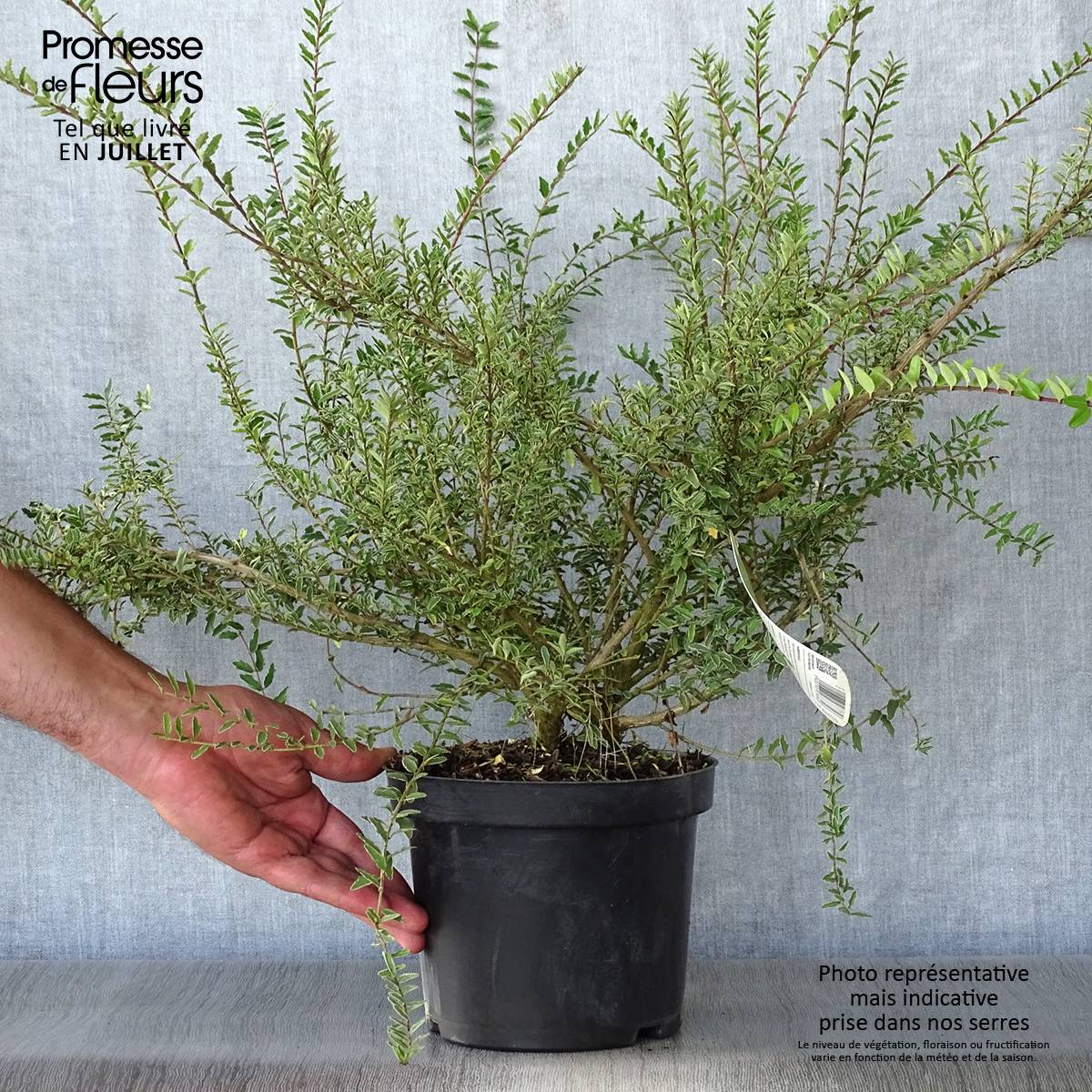Lonicera nitida Silver Beauty - Chvrefeuille nain arbustif Pot de 2L/3L -  Gamm vert