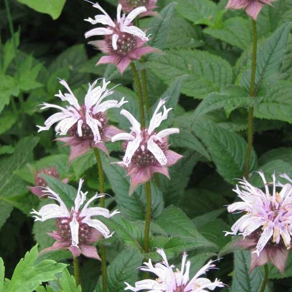 Monarde bradburiana - Bergamote sauvage Godet de 8/9 cm