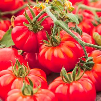 Plant de tomate côtelée marmande v.r. pot de 0,5 litre