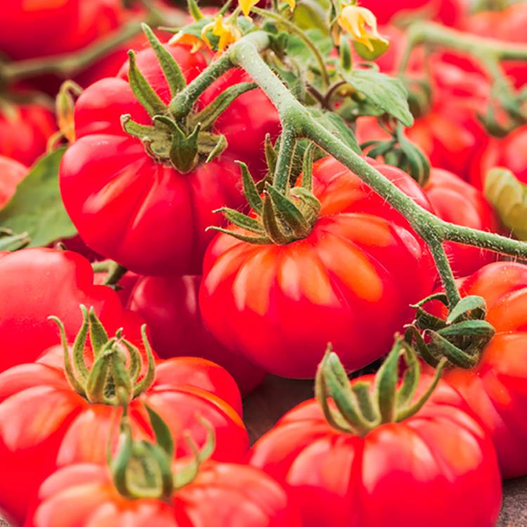 Plant de tomate côtelée marmande v.r.  pot de 0,5 litre - Image 1