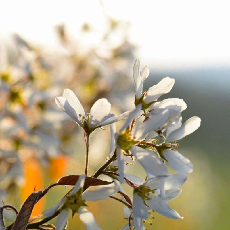 Amélanchier à feuilles ovales (Amelanchier ovalis) - Godet - Taille 20/40cm - Pépinières Naudet