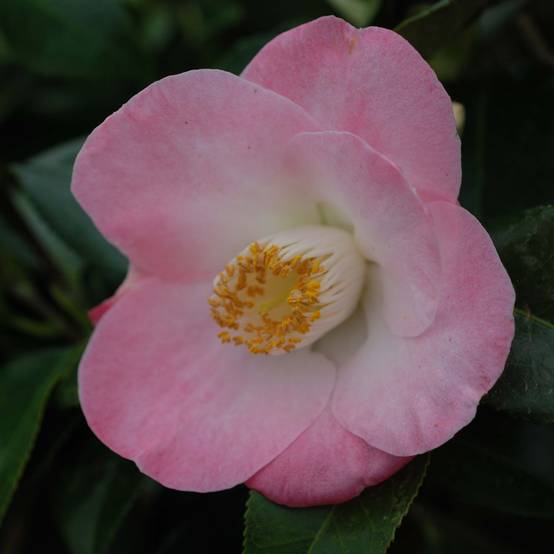 Camélia Sunny Side - Camellia japonica Pot de 4L/5L - Image 1