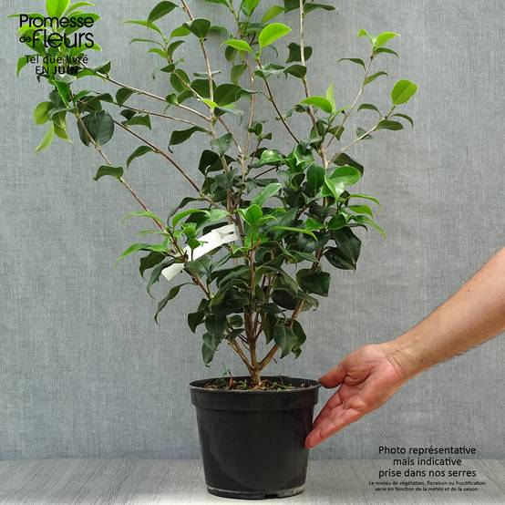 Camélia Sunny Side - Camellia japonica Pot de 4L/5L - Image 2