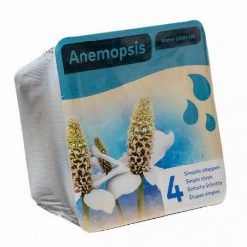 Kit de 2 plantes aquatiques - bassin et fontaine - Iris blanc - Image 2