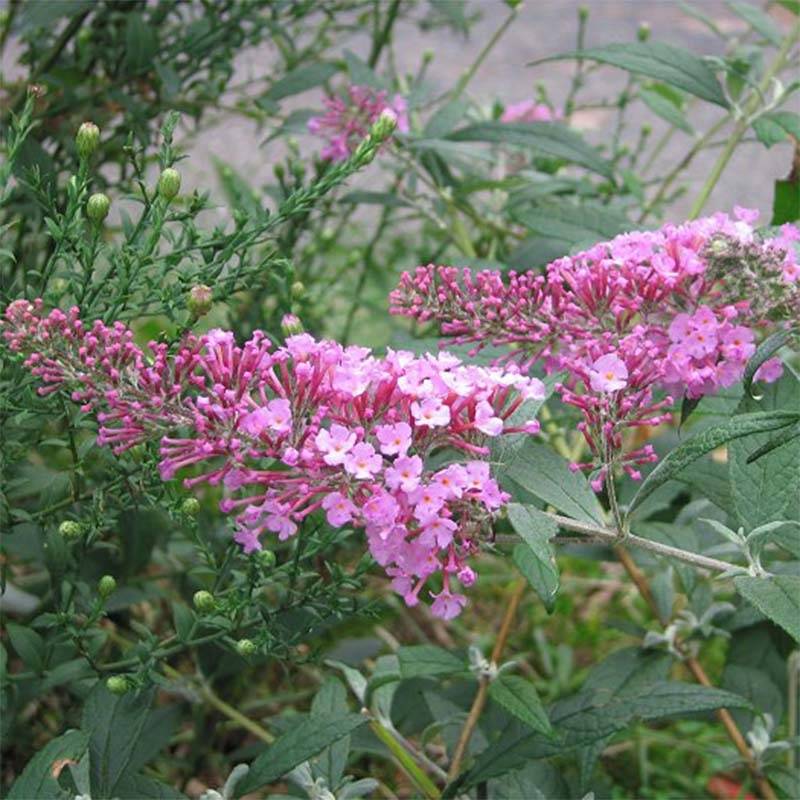 Buddleia davidii Pink Delight - Arbre aux papillons à fleurs rose vif Pot de 3L/4L - Image 1