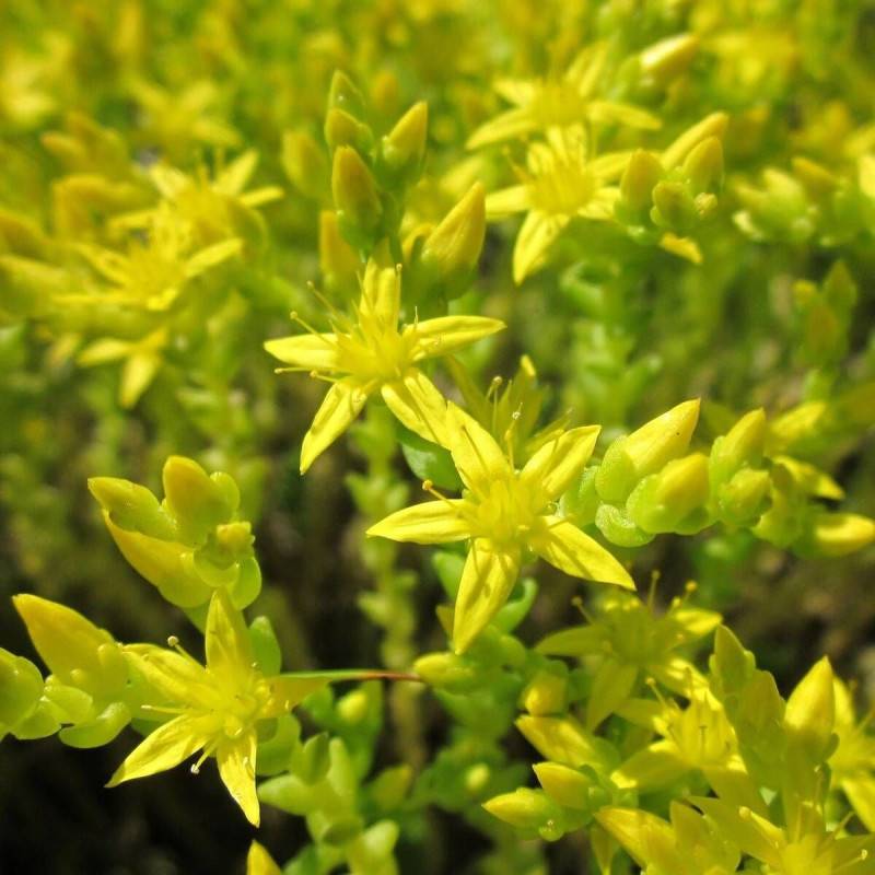 Orpin âcre, Poivre des murailles, Sedum à fleurs Jaune/ - feuillage Persistant - Godet - 5/20 cm - Image 5