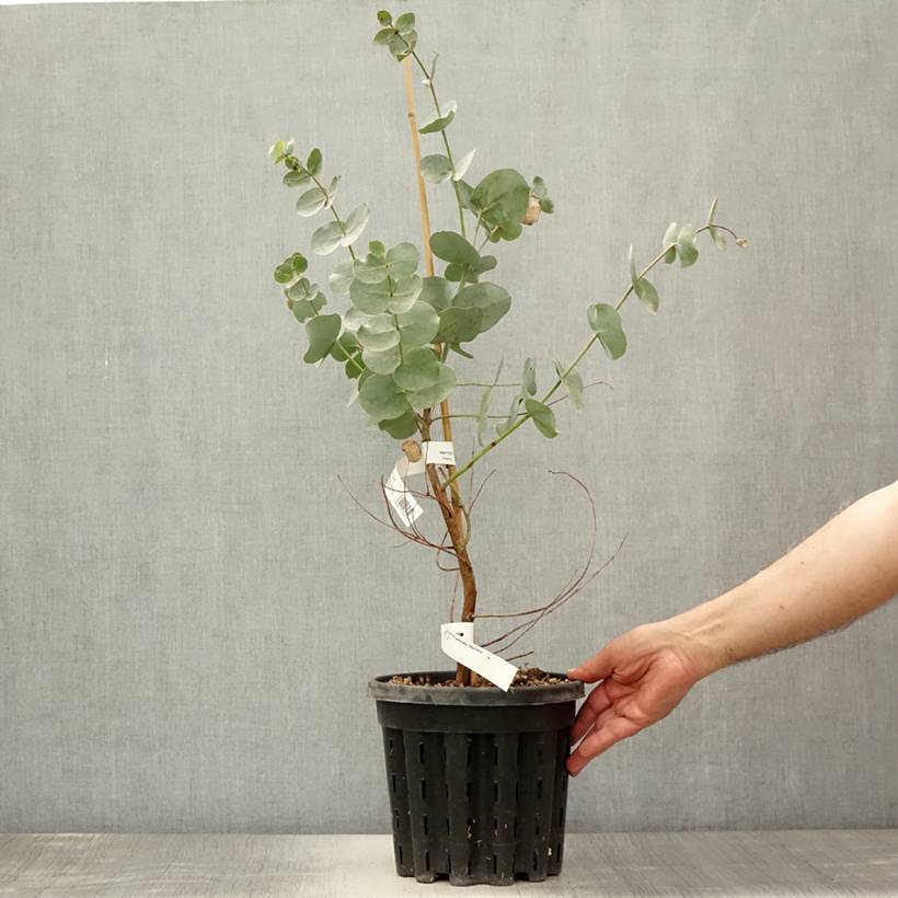 Eucalyptus goniocalyx Dwarf form - Eucalyptus goniocalyx forme naine Pot de 4L/5L, Pot anti-chignon - Image 2