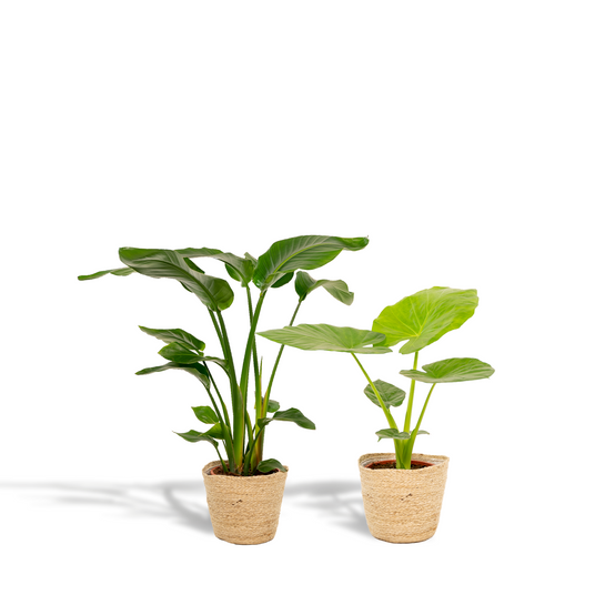 Strelitzia Nicolai - Image 1