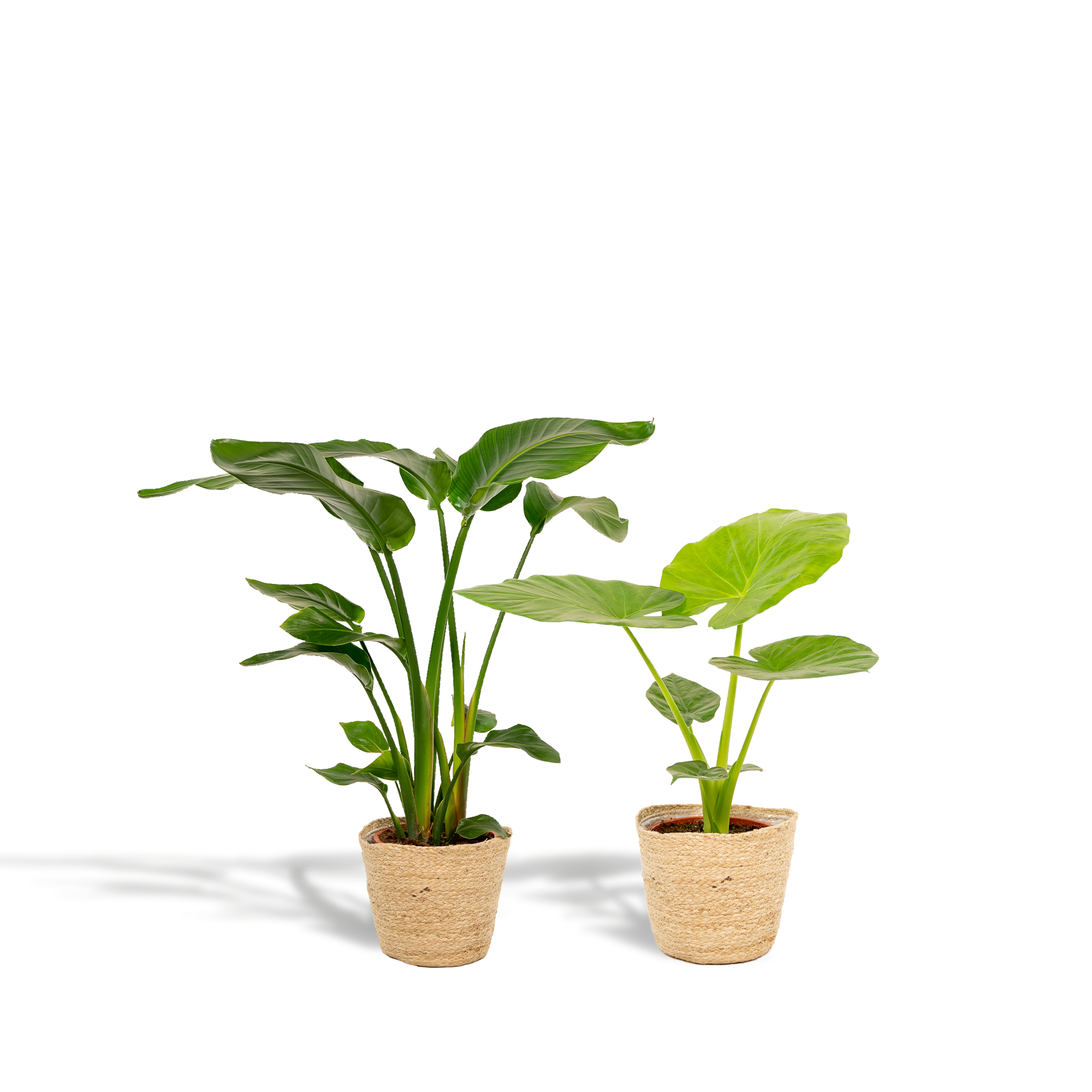 Strelitzia Nicolai - Image 1