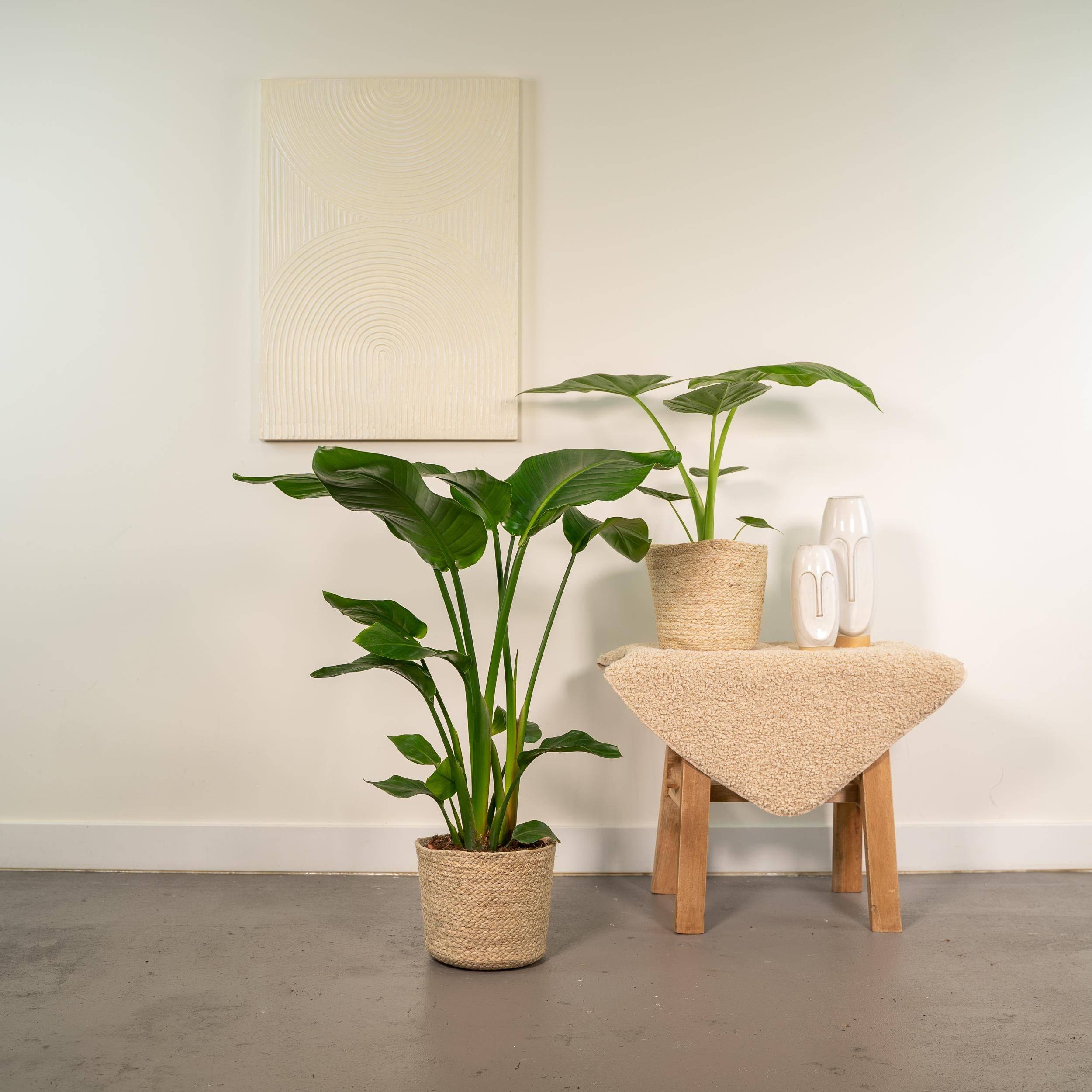 Strelitzia Nicolai - Image 2