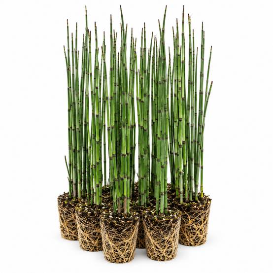Prêle des eaux - Equisetum fluviatile - 12 plantes - Image 1