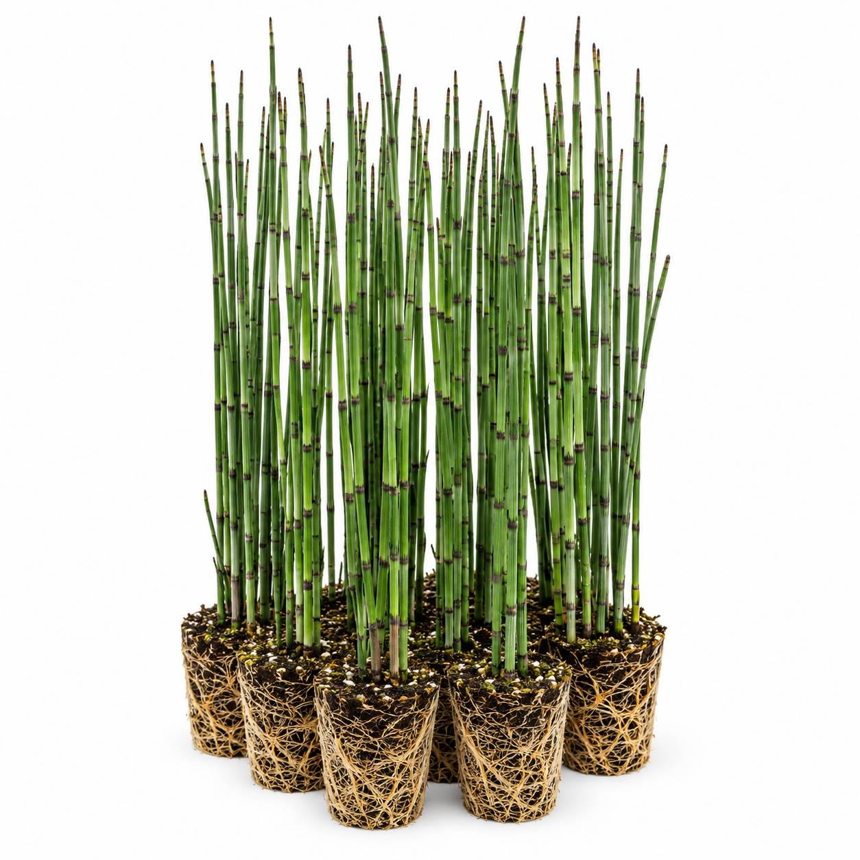 Prêle des eaux - Equisetum fluviatile - 12 plantes - Image 1