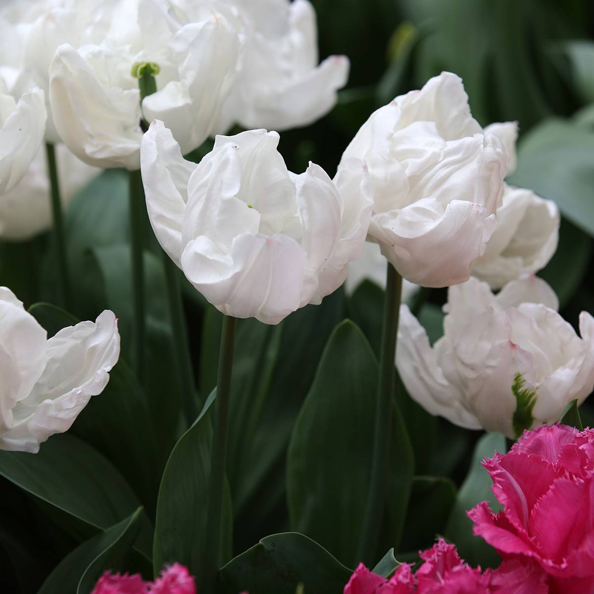 Promesse de Fleurs - Tulipe Triomphe Rejoyce Bulbe calibre 12+ (par 10)