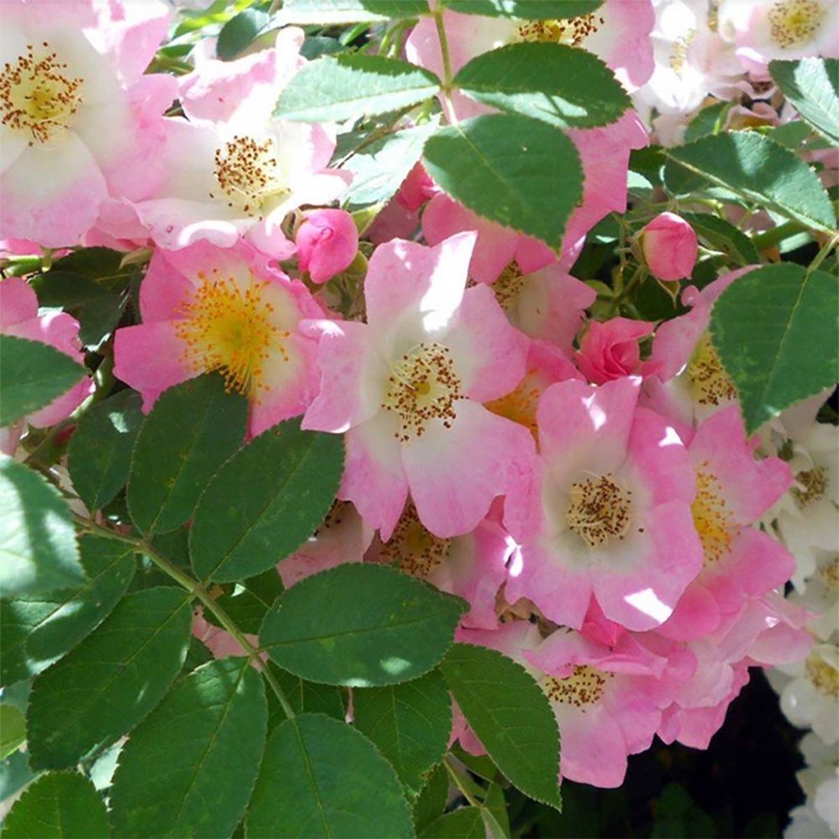 Promesse de Fleurs - Rosier liane Kew Rambler Racines nues en motte