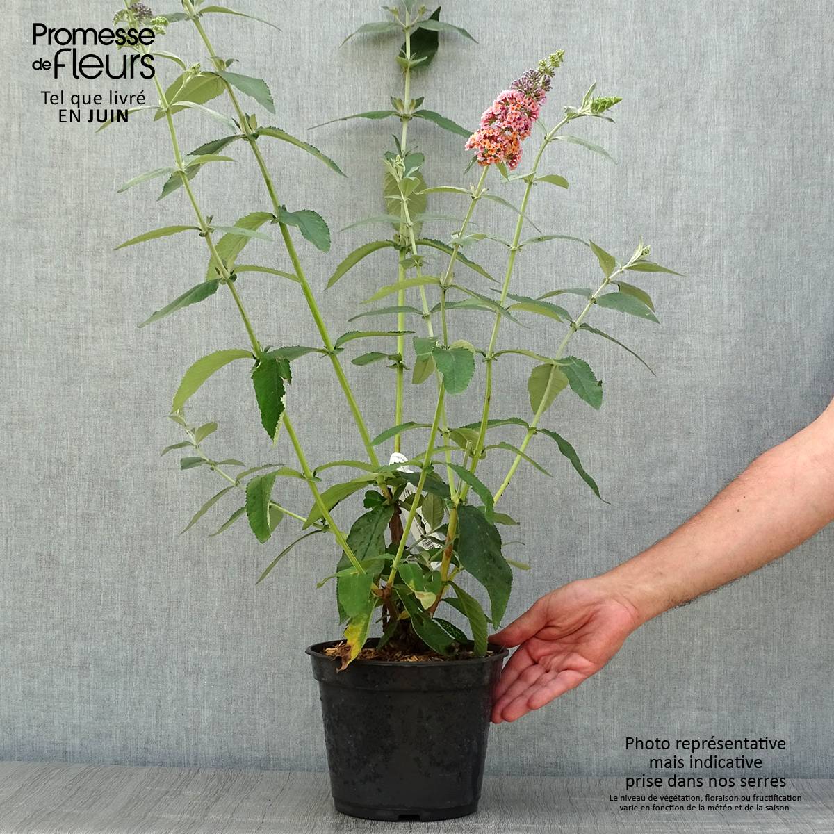 Buddleia Flower Power (Bicolor) - Arbre aux papillons Pot de 2L/3L - Image 2