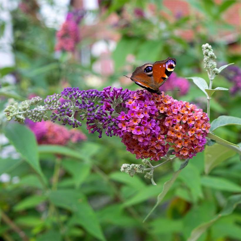 Buddleia Flower Power (Bicolor) - Arbre aux papillons Pot de 2L/3L