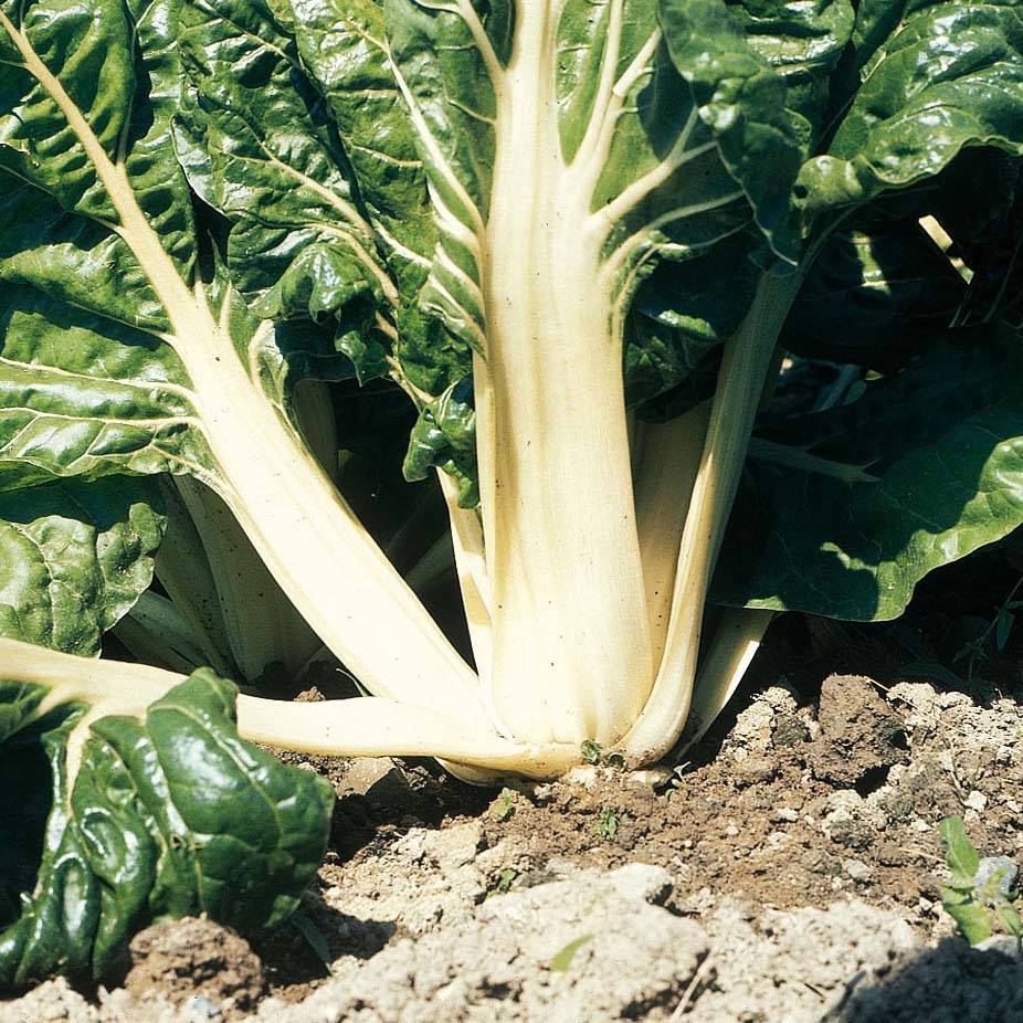 Poirée verte à carde blanche 3 Bio  le sachet de 120 graines environ (3g)