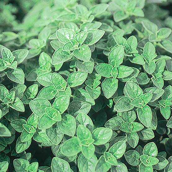 Origan vulgaire Bio - Graines d'Origanum vulgare le sachet de 1000 graines environ (0,15g)
