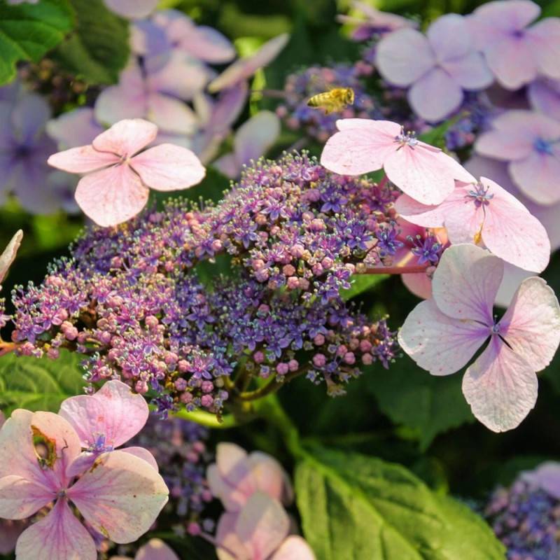 Hortensia arbustif Mauvette à fleurs Blanche - feuillage Caduc - Pot de 3L - 20/40 cm-  hauteur à maturité De 1,00 m à 1,50 m - Image 2