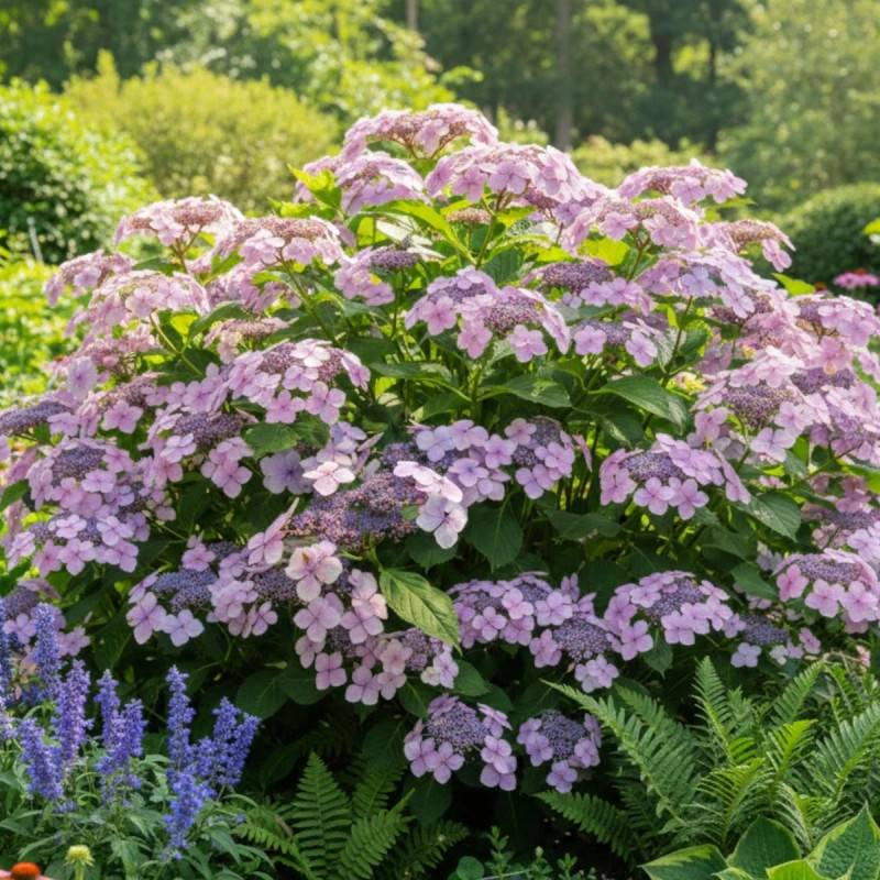 Hortensia arbustif Mauvette à fleurs Blanche - feuillage Caduc - Pot de 3L - 20/40 cm-  hauteur à maturité De 1,00 m à 1,50 m - Image 4