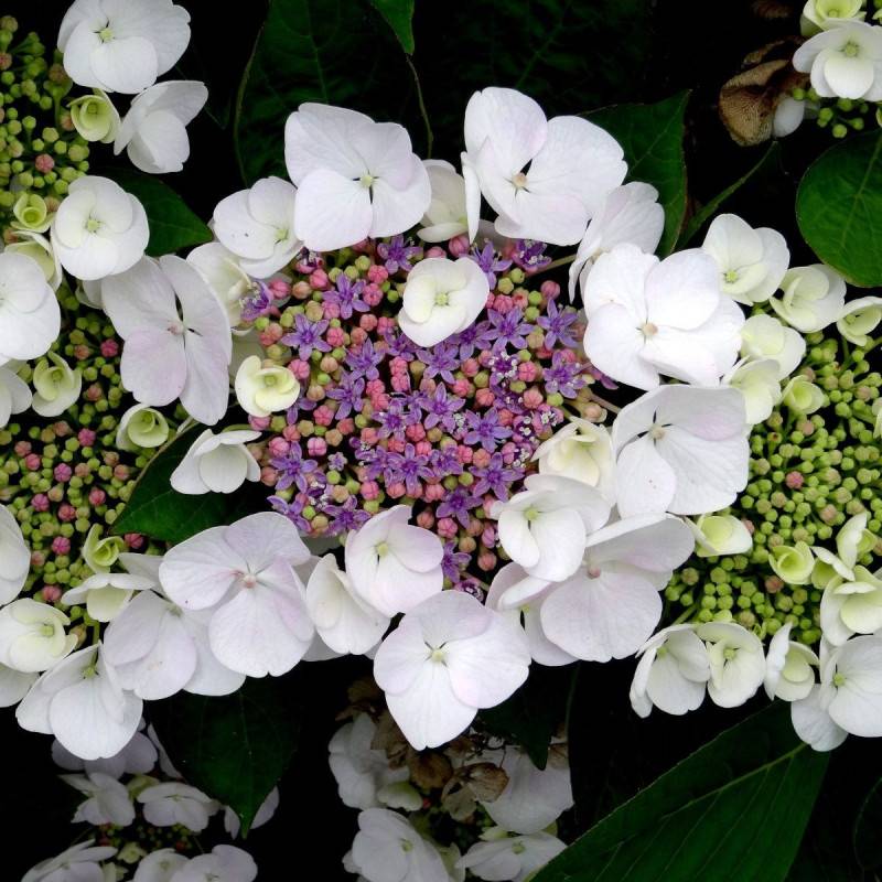 Hortensia arbustif Mauvette à fleurs Blanche - feuillage Caduc - Pot de 3L - 20/40 cm-  hauteur à maturité De 1,00 m à 1,50 m - Image 1