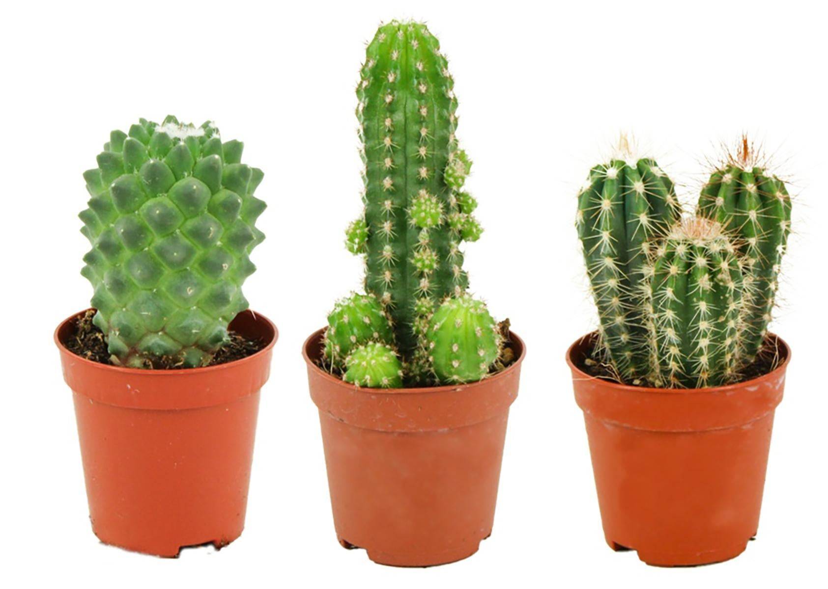Cactussen Mix - D5 - Image 1