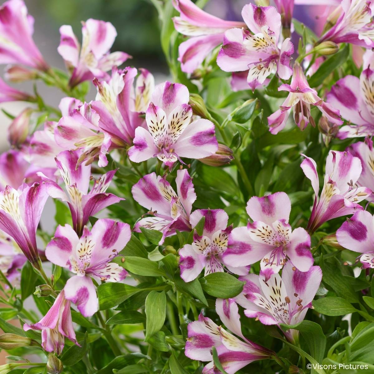 Promesse de Fleurs - Alstroémère Duchesses d'Anjou Valentine - Lys des Incas Godet de 8/9 cm