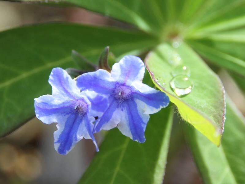 Promesse de Fleurs - Lithodora diffusa Star - Grémil diffus Godet de 8/9 cm