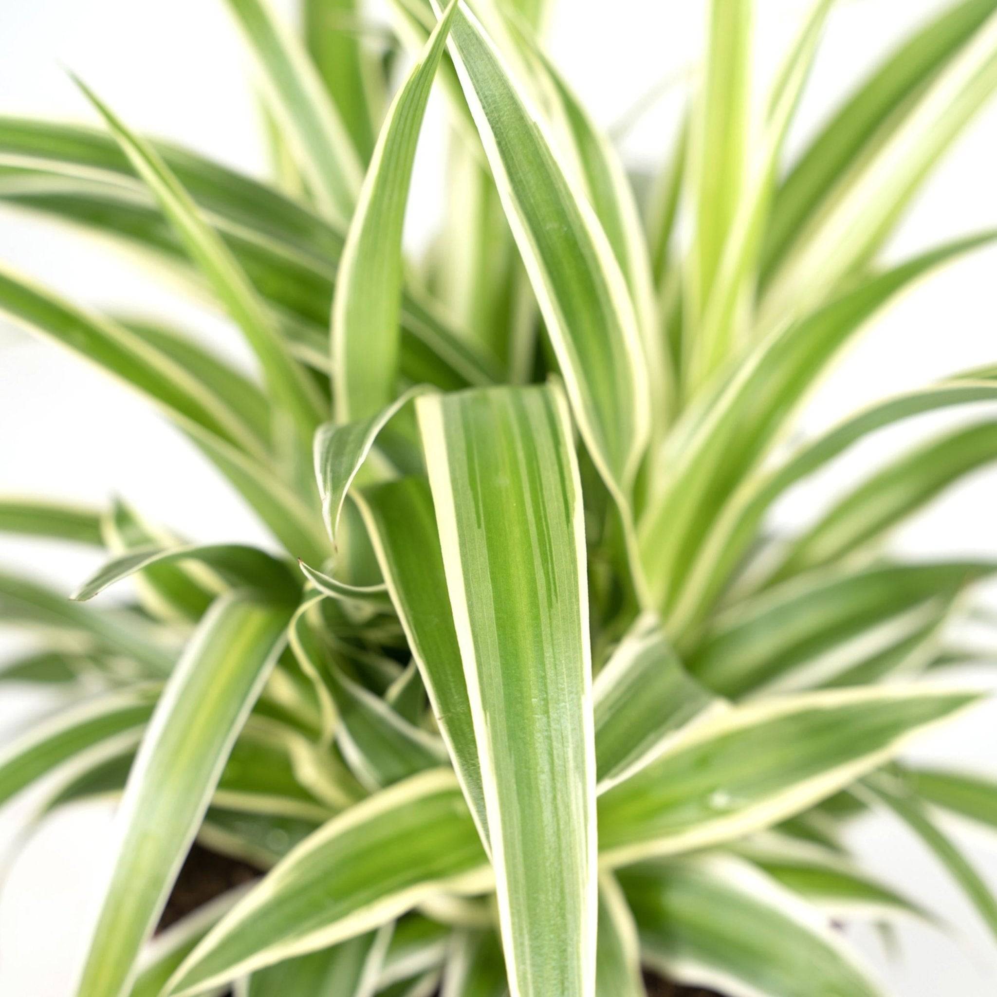 Chlorophytum variegata 12cm - Plante d'intérieur- La Green Touch - Image 3