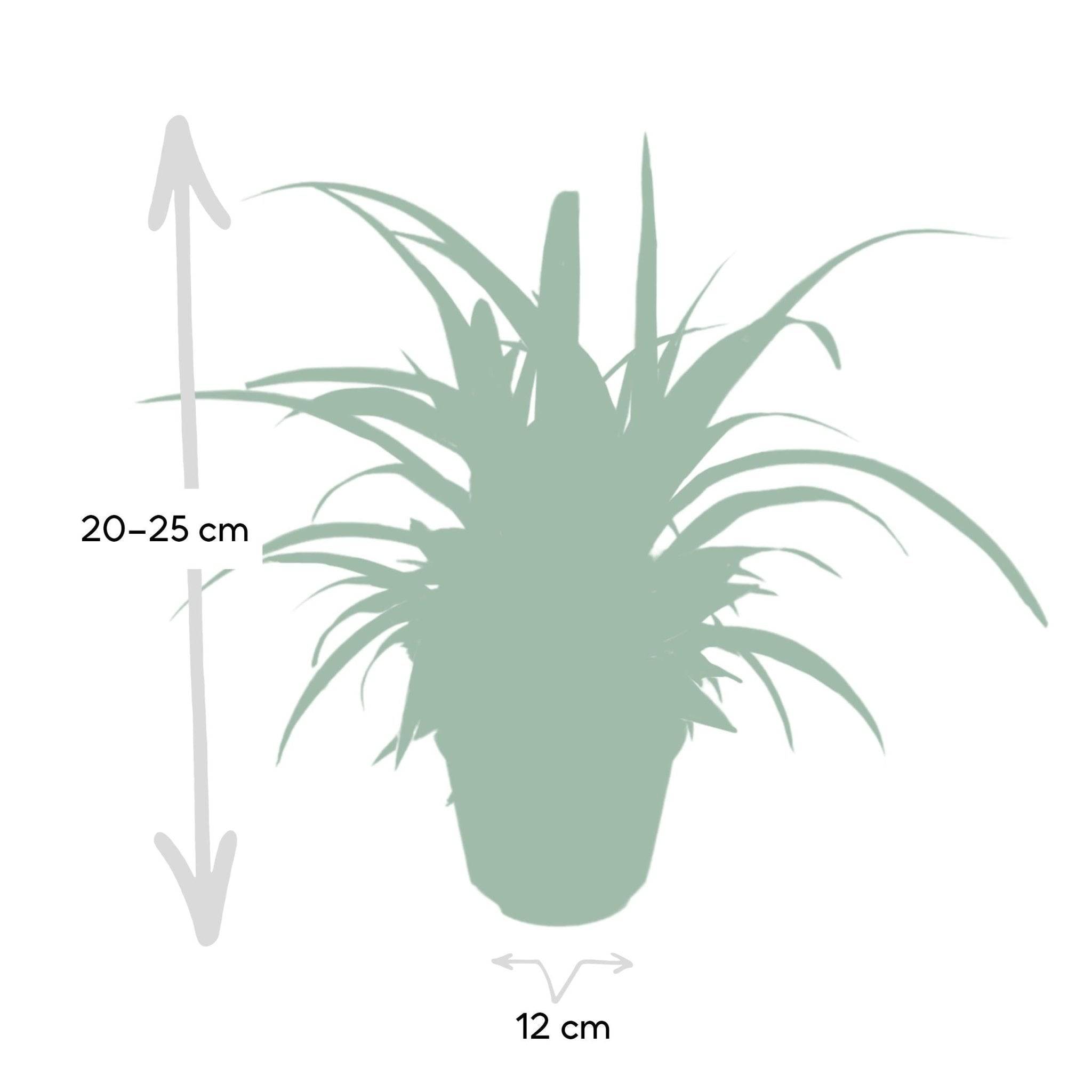 Chlorophytum variegata 12cm - Plante d'intérieur- La Green Touch - Image 6
