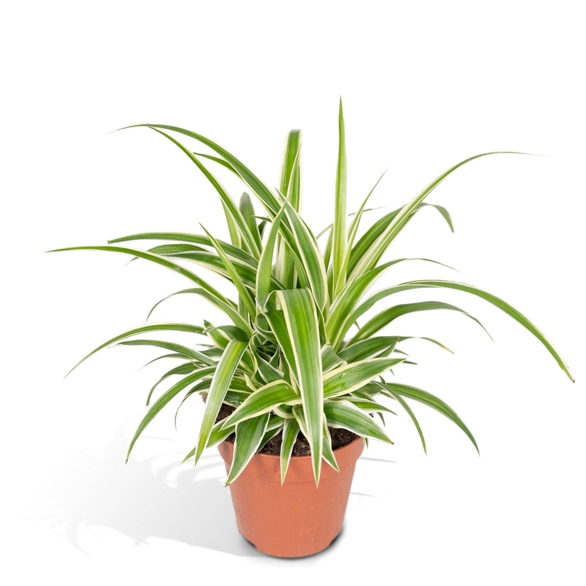 Chlorophytum variegata 12cm - Plante d'intérieur- La Green Touch - Image 4