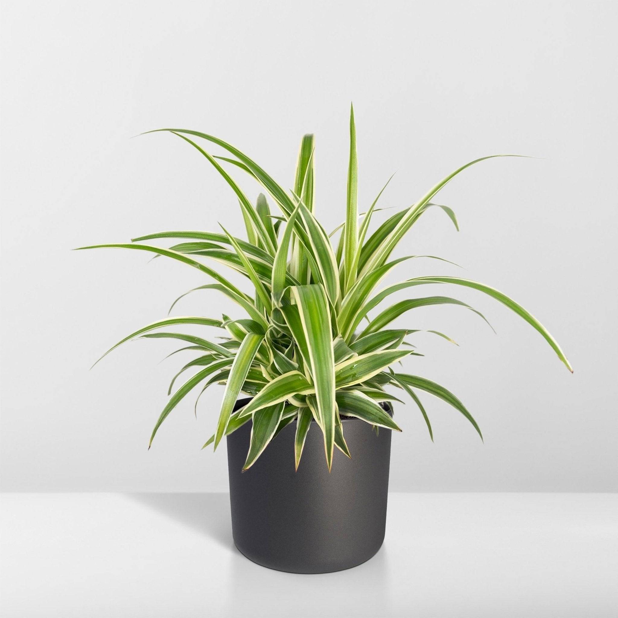 Chlorophytum variegata 12cm - Plante d'intérieur- La Green Touch - Image 9