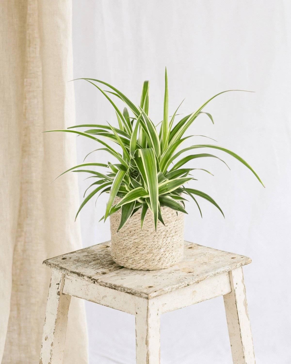Chlorophytum variegata 12cm - Plante d'intérieur- La Green Touch - Image 2
