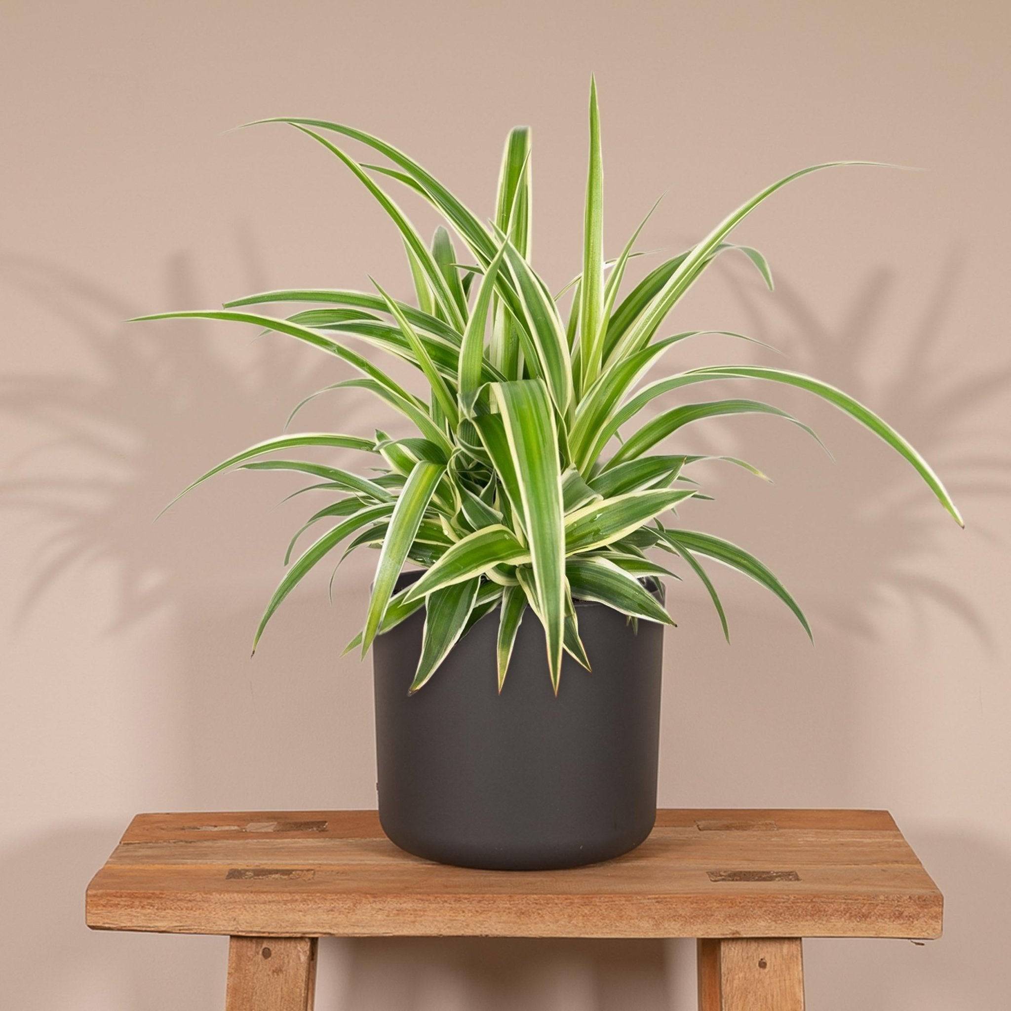 Chlorophytum variegata 12cm - Plante d'intérieur- La Green Touch - Image 5