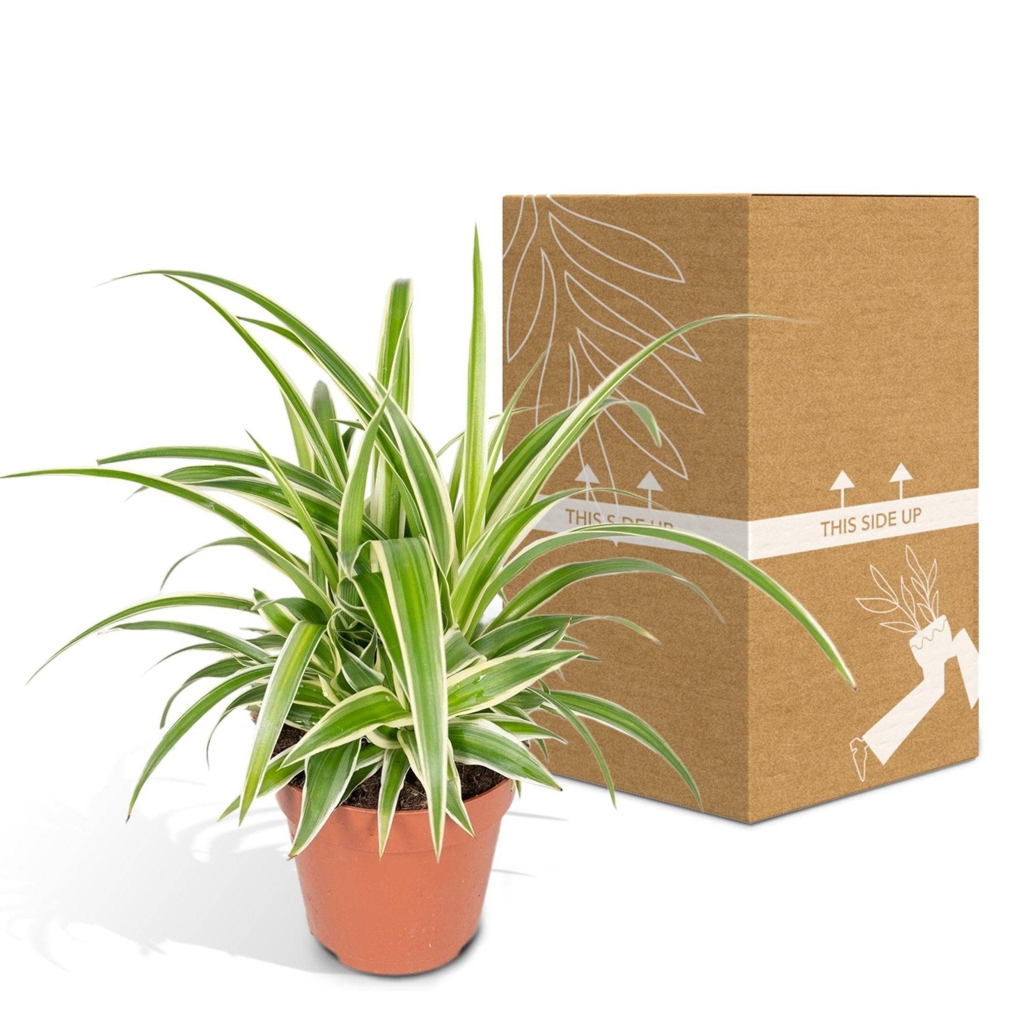 Chlorophytum variegata 12cm - Plante d'intérieur- La Green Touch - Image 7