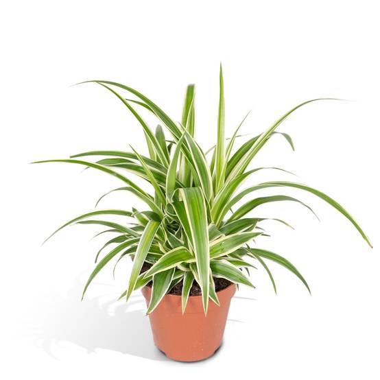 Chlorophytum variegata 12cm - Plante d'intérieur- La Green Touch - Image 1