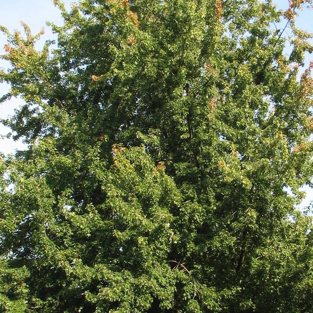 Érable argenté Pyramidale, Acer saccharinum à fleurs Rouge/Vert - feuillage Caduc - Pot de 30L - Tige 8/10 - Image 1