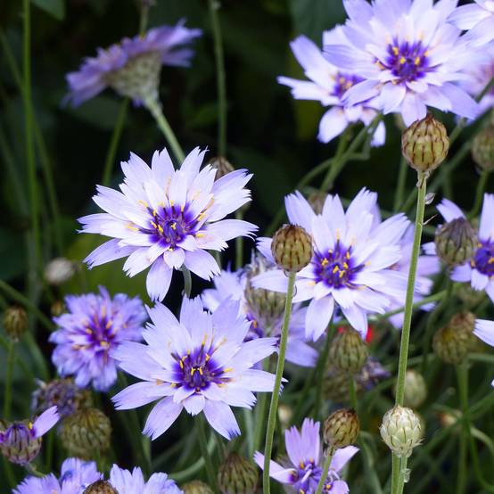 Catananche caerulea - Cupidone Godet de 7/8 cm