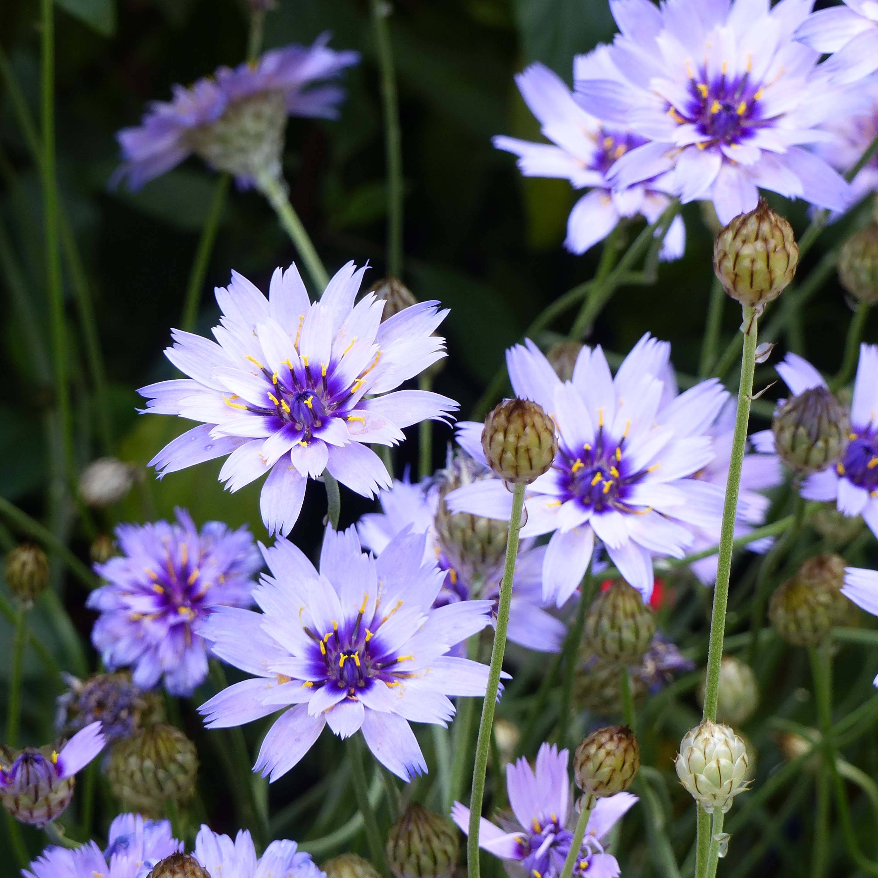 Catananche caerulea - Cupidone Godet de 7/8 cm