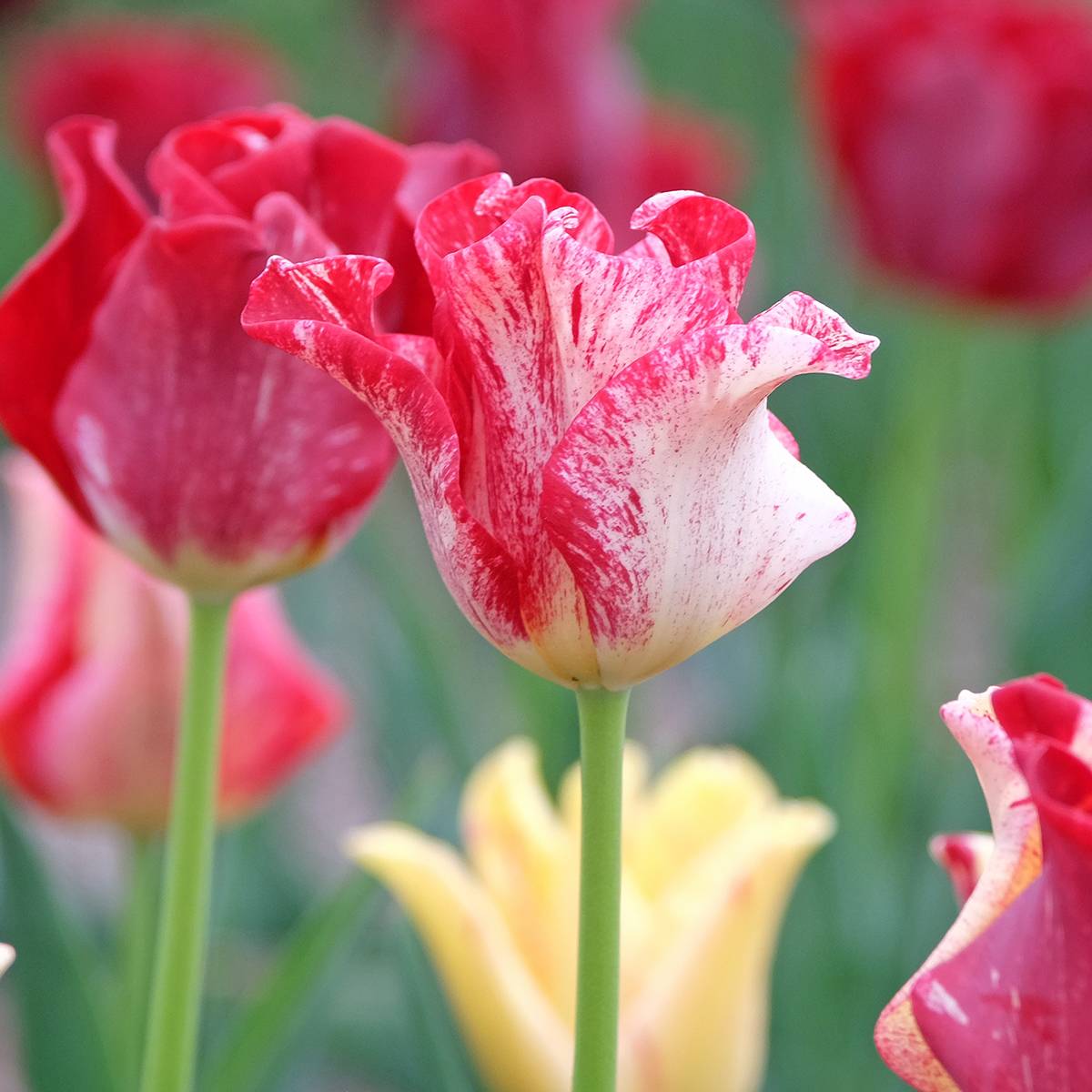 Promesse de Fleurs - Tulipe Striped Crown Bulbe calibre 11+ (par 10)