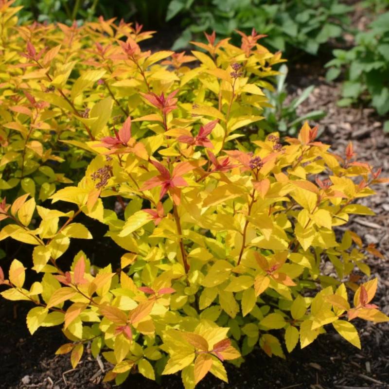 Spirée du Japon Little Flame® 'Minspil04', Spiraea à fleurs Rose - feuillage Caduc - Pot de 3L - 20/40 cm-  hauteur à maturité De 0,50 m à 1,00 m - Image 6