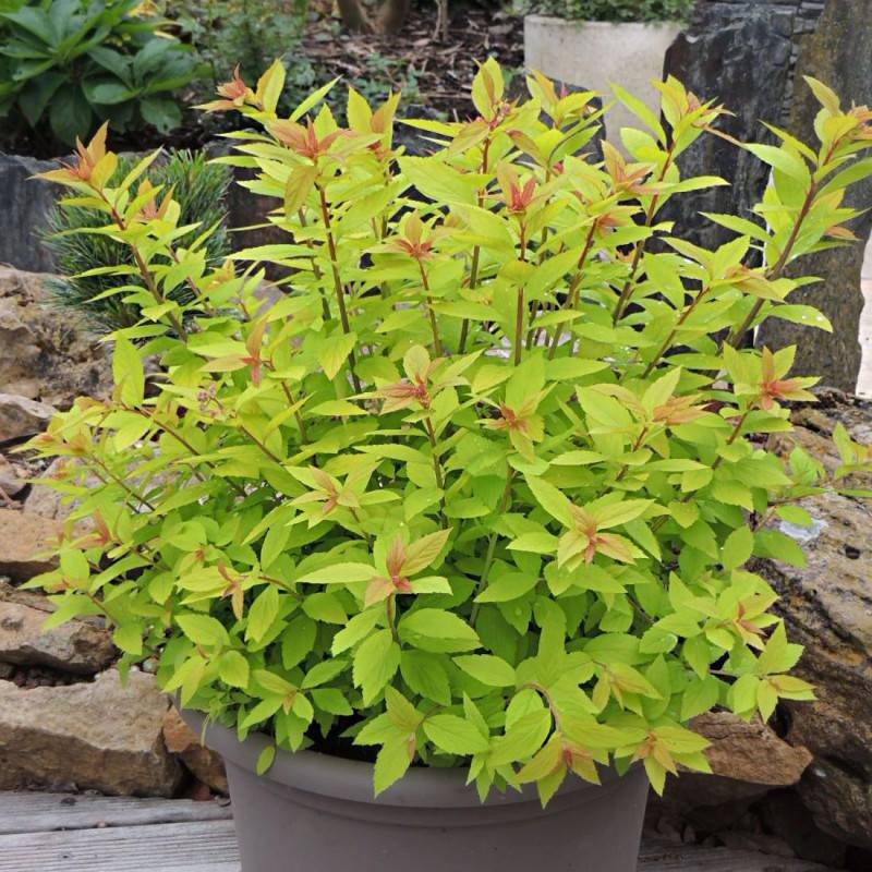Spirée du Japon Little Flame® 'Minspil04', Spiraea à fleurs Rose - feuillage Caduc - Pot de 3L - 20/40 cm-  hauteur à maturité De 0,50 m à 1,00 m - Image 3